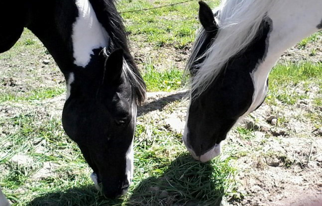 Deux chevaux qui mangent