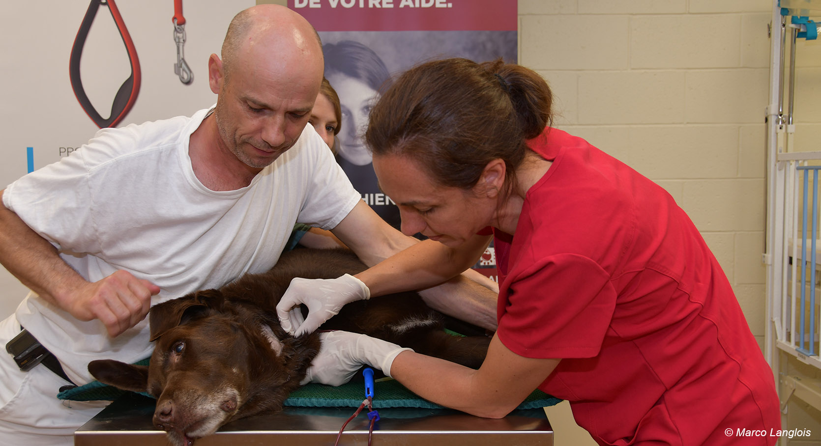 Don de sang canin, animalier et technicienne