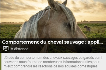 comportement cheval sauvage