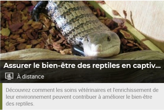 Conférence reptiles