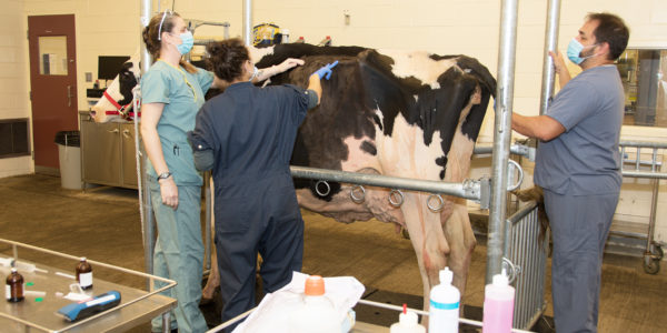 Techniciens en santé animale, étudiante et vache