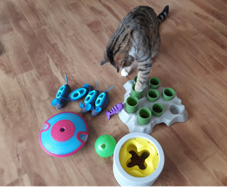 Chat et jouets enrichissement