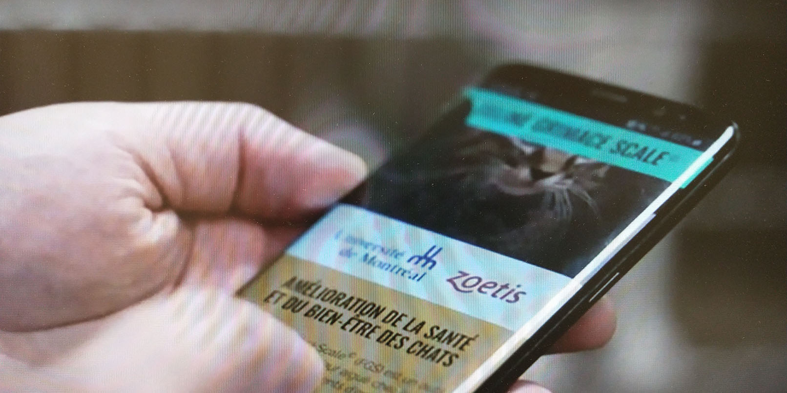 Feline grimace scale