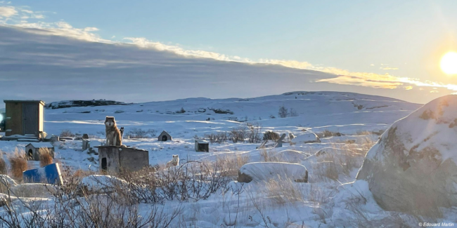 Chiens Kuujjuaq